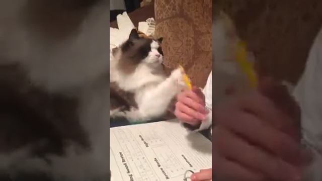 Doing homework with a Ragdoll cat смотреть онлайн