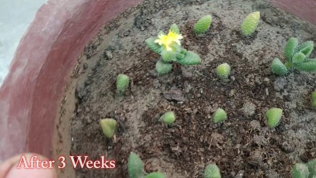 How to Grow Delosperma Echinatum Succulent Plant | Propagate from Cutting and Leaf смотреть онлайн