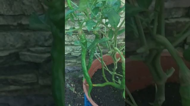 Острый перец Кайенский Длинный Джо, Cayenne Joe's Long смотреть онлайн