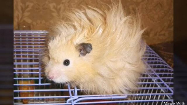 Хомяки самые популярные породы. смотреть онлайн