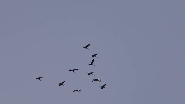 Журавли летят. Cranes are flying смотреть онлайн