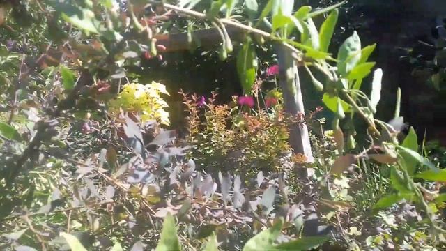 ягода годжи с янтарной ягодой Как растёт в моём саду смотреть онлайн