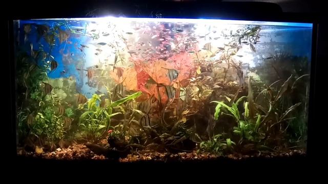 #аквариум дома скалярки смотреть онлайн