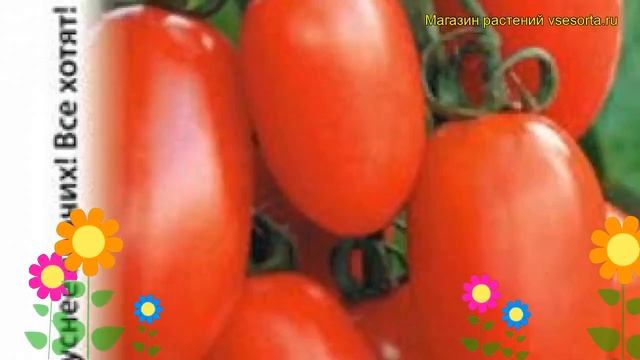 Томат Финик Красный F1. Краткий обзор, описание характеристик solánum lycopérsicum смотреть онлайн