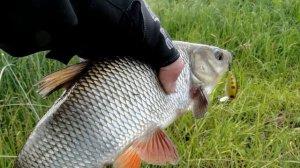 ? КАК ПОЙМАТЬ ЯЗЯ? ВСЕ СЕКРЕТЫ ЛОВЛИ.