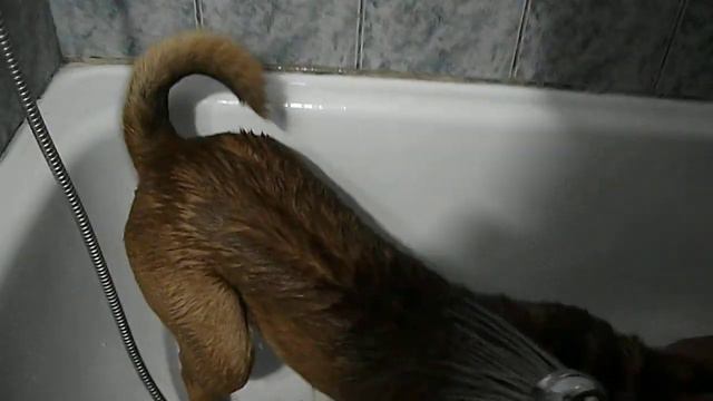 HOMERO RUMBO A BAÑARSE ... смотреть онлайн