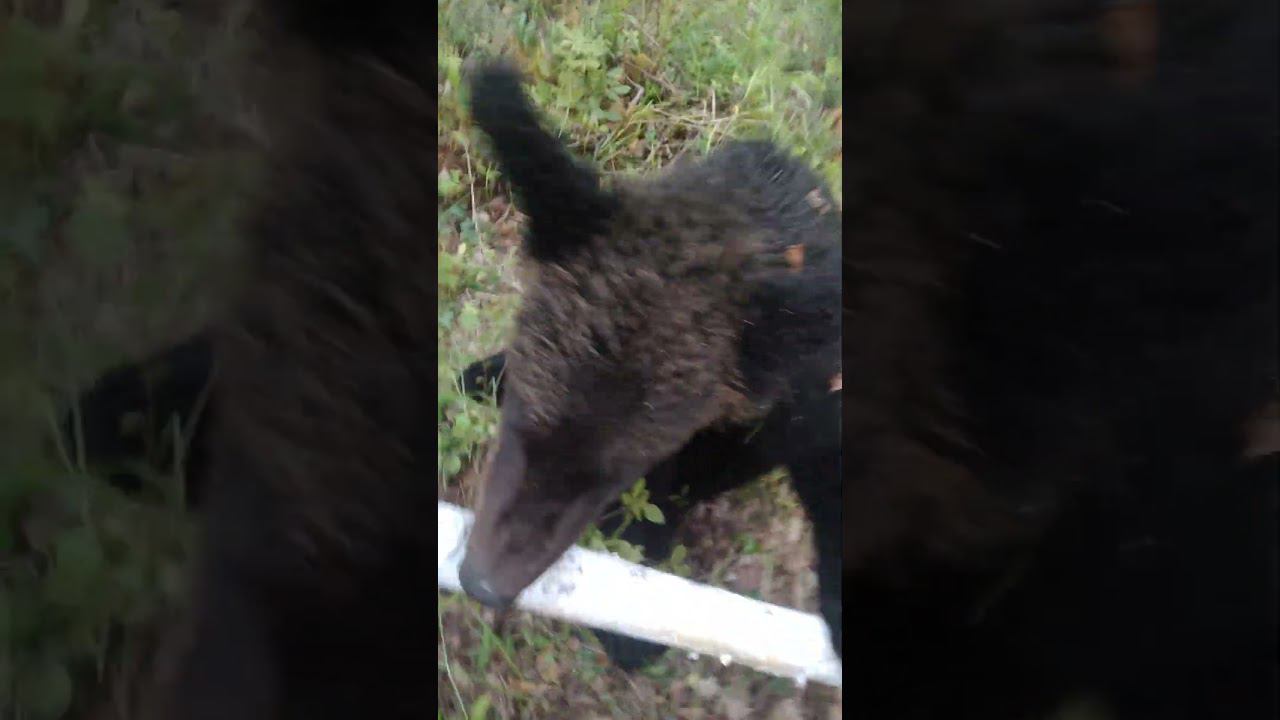 Медвежонок интервент. #bear смотреть онлайн