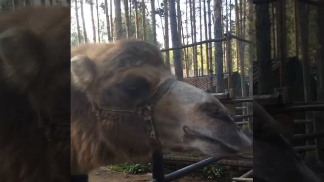 Экологическая Гармония