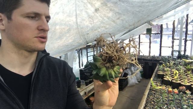 Корневая система Хавортий в гравийной культуре смотреть онлайн