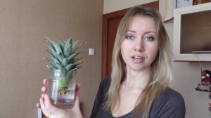Как вырастить ананас дома ч.1 - От банки с водой до горшка