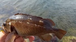 Рыбалка на спиннинг во Владивостоке. Морские монстры.