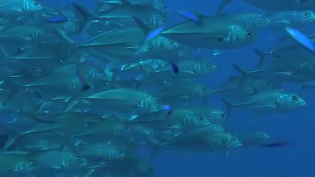 Большеглазая ставрида. смотреть онлайн