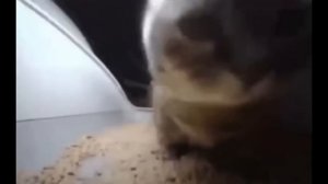 chipi chipi chapa chapa dubi dubi daba daba (slowed and reverb)