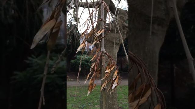 Weeping Ash (Fraxinus excelsior 'Pendula') - samaras - March 2018 смотреть онлайн