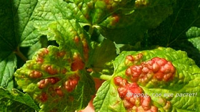 168. СМОРОДИНА. Весенняя защита от болезней и вредителей, подкормки. смотреть онлайн