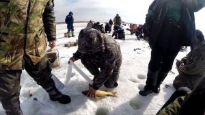 Ловля карася и сазана со льда в Куралово