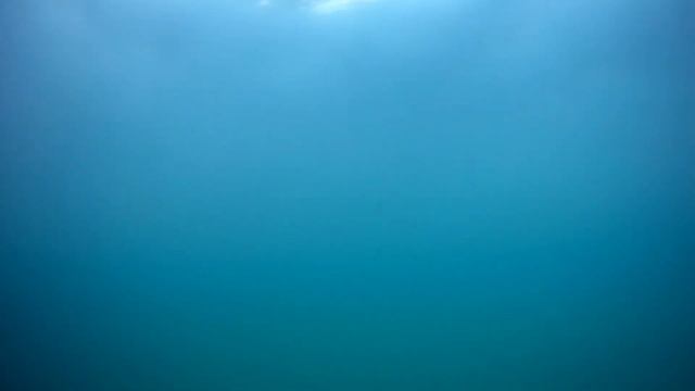 Каменный окунь,Мормор,зубари и лобан смотреть онлайн