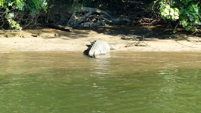Australia Cape Tribulation Crocodile смотреть онлайн