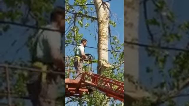Спиливание деревьев смотреть онлайн