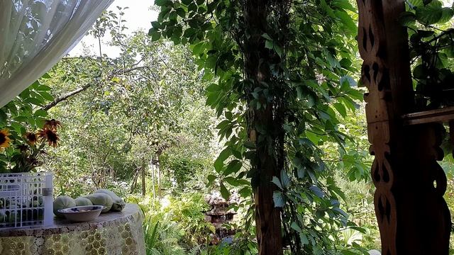 Урожаище! Дачные тары-бары с соседкой, пробуем мелотрии, читаем комментарии смотреть онлайн