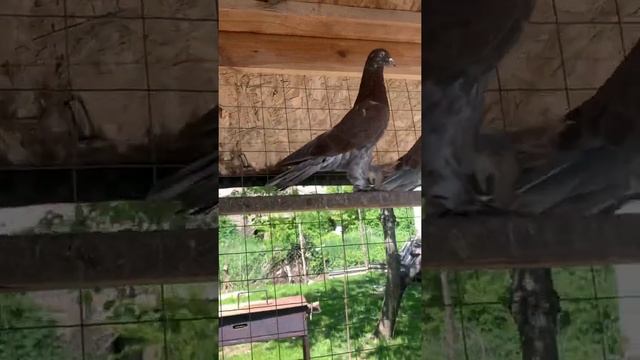 Широкохвостые бурые) смотреть онлайн