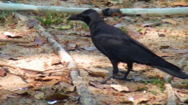 Большеклювая ворона. The Jungle Crow смотреть онлайн