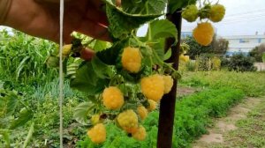 ?МАЛИНА ЗЮГАНА КРАСНАЯ И ЖЕЛТАЯ. ОСЕННИЙ УРОЖАЙ. ОБЗОР