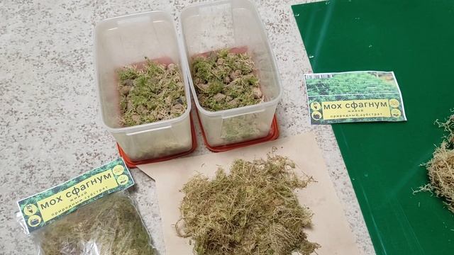 Мох сфагнум выращивание смотреть онлайн