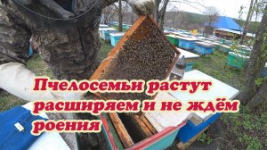 ПЧЕЛОСЕМЬИ РАСТУТ, РАСШИРЯЕМ ГНЁЗДА ПЧЁЛ СУШНИНКОЙ, ОТВЕТЫ НА КОММЕНТАРИИ.