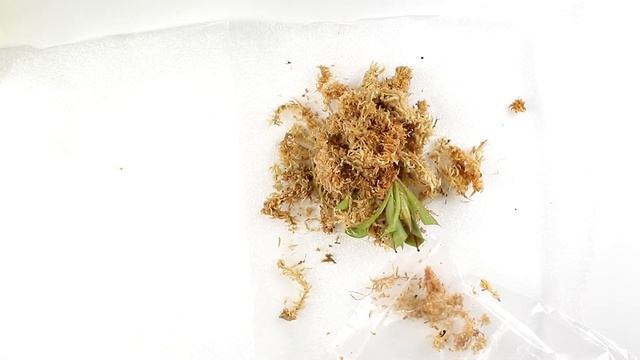 Plant Unboxing - Heliamphora AKA "Sun Pitcher" - Awesome! смотреть онлайн