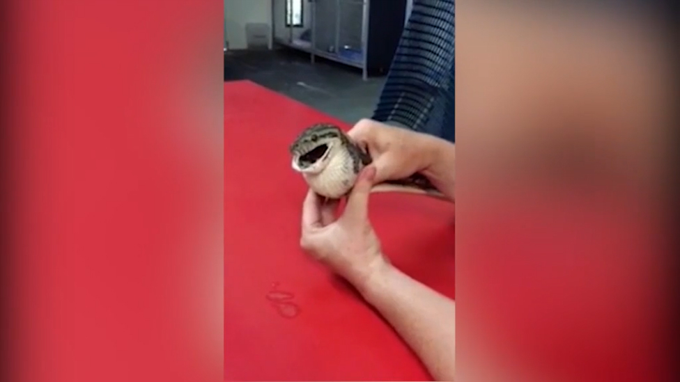 Змея и теннисный мяч смотреть онлайн