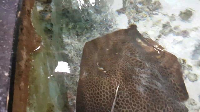 Москвариум смотреть онлайн