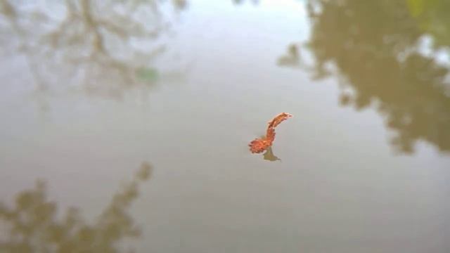 Плывущий лебедь смотреть онлайн