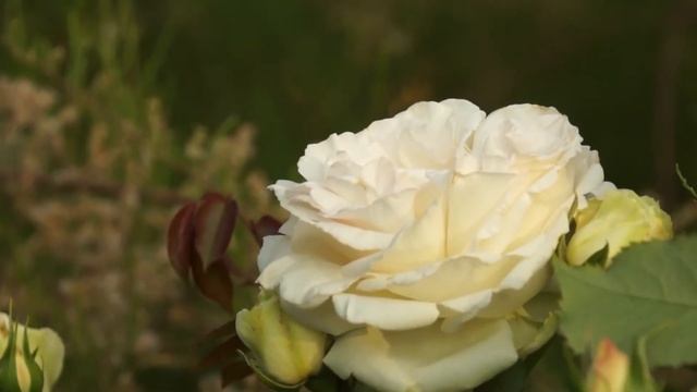 Розы в моем саду / Названия в субтитрах + таймкод / Roses in my garden / Relax video смотреть онлайн