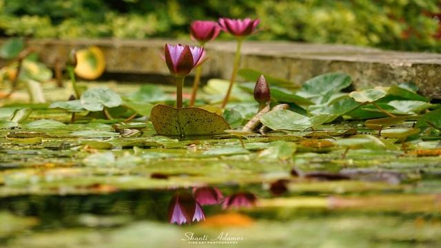 Абрахам Хикс – Находите лучшее в любой ситуации – Эстер Хикс смотреть онлайн