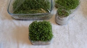 КРЕСС-САЛАТ на ПОДОКОННИКЕ!!! Микро-Зелен Зимой!/CRESS SALAD / Evdə pəncərədə Vəzəri