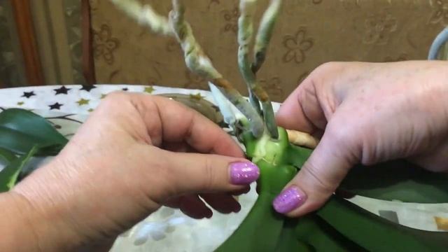 ОРХИДЕЯ ФАЛЕНОПСИС Как отделить детку от ствола орхидеи МОИ ЦВЕТЫ комнатные растения КОТЫ и ДАЧА ч.