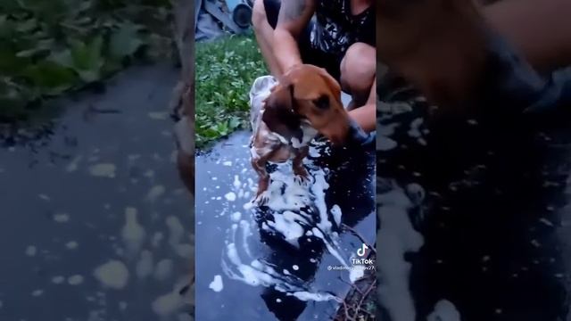 грусный стихи про собаку смотреть онлайн