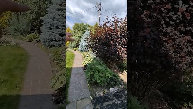 Обрезка пузыреплодника создание здорового и красивого растения часть 2 смотреть онлайн