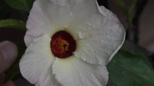 Каркаде (гибискус суданский или суданская роза или розелла) в горшке / Hibiscus sabdariffa in pot