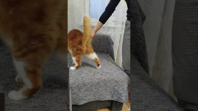 Попытки дрессировки кота)))#рыжийкот #дрессировка #умныйкот смотреть онлайн