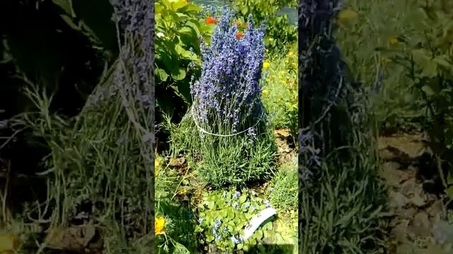 Лаванда - любительница солнца и засухи; гортензия, влюбленная в дожди и карпатский колокольчик! смотреть онлайн