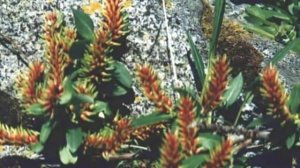 Зона арктических пустынь