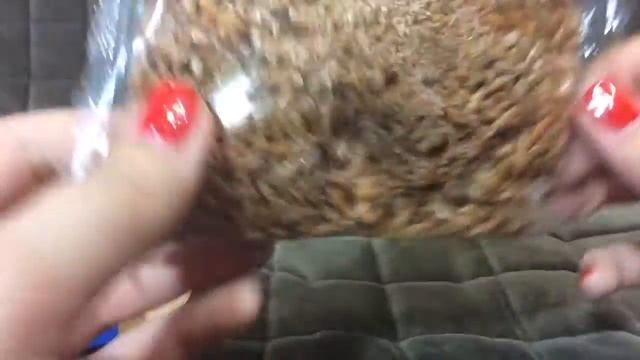 Мои новинки для хомяка смотреть онлайн