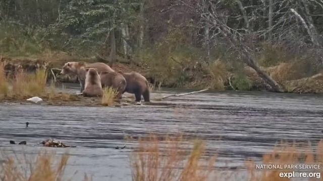 2023-09-29 Former Fat Bear Junior 132M, 132 and 132F sass 4-time Fat Bear King Otis, explore.org смотреть онлайн