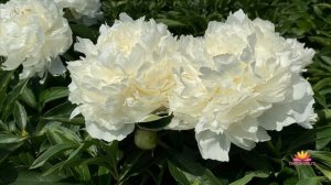 Махровые пионы ANTEY и BROTHER CHUCK / Сад Ворошиловой