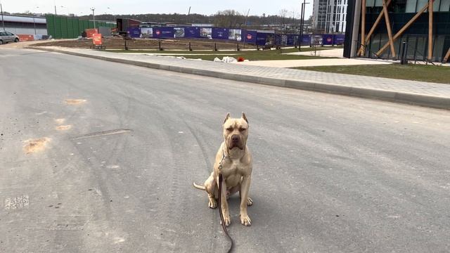 Скрытая съемка…Занятие по послушанию…Виктория хендлер… #питбульграф