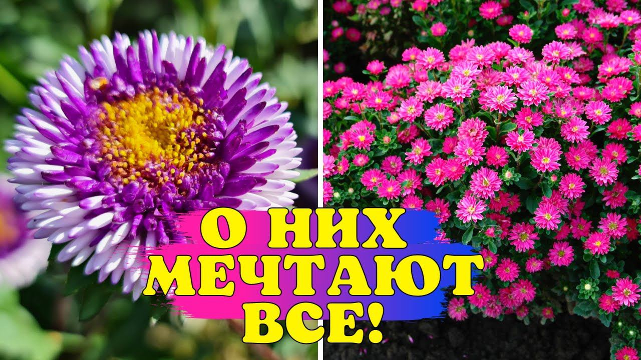 ЦВЕТЫ-ХАМЕЛЕОНЫ и КУСТЫ-ШАРИКИ. О ТАКИХ астрах ВЫ ДАЖЕ НЕ СЛЫШАЛИ! смотреть онлайн