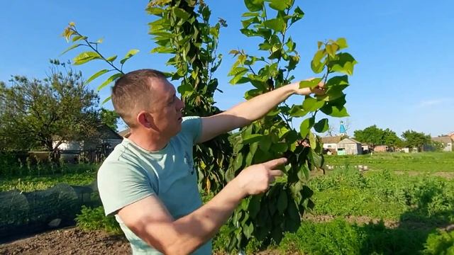 Дом на Юге. Повелика, хищное, опасное растение. смотреть онлайн