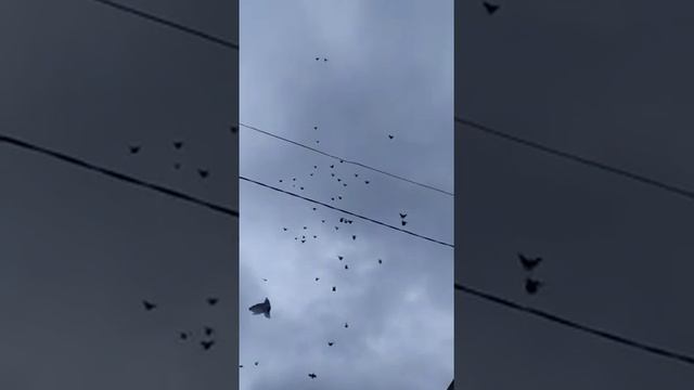 фееоверк из голубей смотреть онлайн